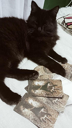 Бусильда  - изображение 1