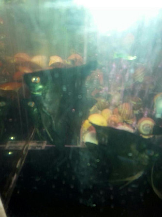 скалярия  - изображение 1