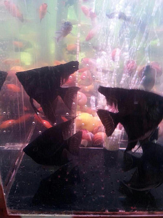 скалярия  - изображение 2