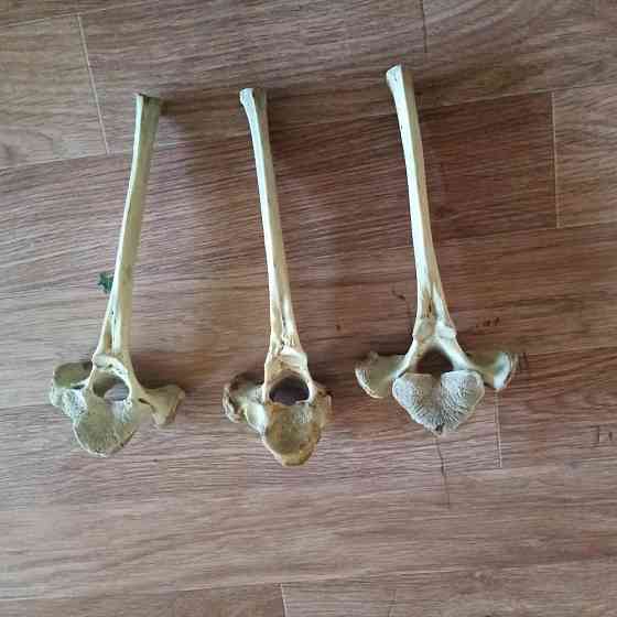 Игровые кости 