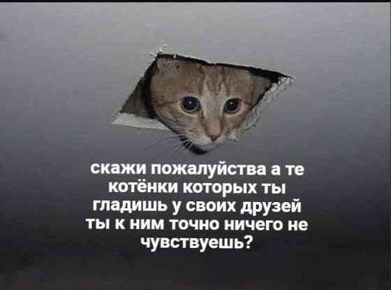 Мемы 