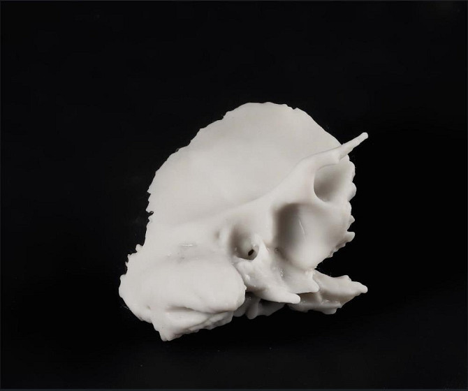 Кости черепа (височная и клиновидная)  - изображение 1