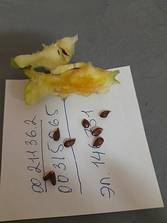 Семечки яблоко для ума  - изображение 1