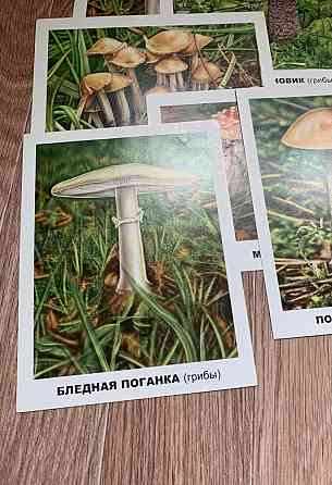 Развивающие карточки 