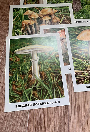 Развивающие карточки  - изображение 1
